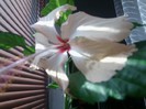 dimineata