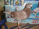 M 2009 BLGE 150 ron vandut