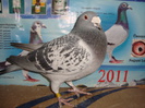 M 2007 PL 100 ron vandut