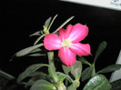 Adenium inflorit - 05.12.2012