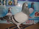 F FULGONI ORIGINALA