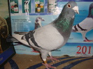 peler+de vanzare