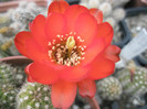 Chamaelobivia (Cris) - floare