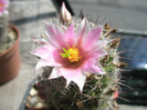 scheldonii - floare