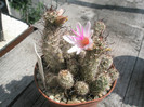 thornberi ssp. yakensis - 19.08