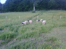IMG00655-20120531-1858