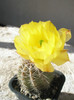 octacanthus - floare 2