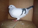 VANDUT
