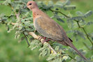 TURTURICA SENEGAL