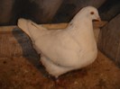 DSC00029