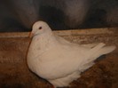 DSC00031