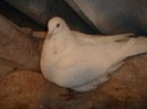 DSC00033