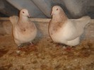 DSC00037