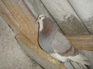 DSC00088