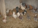 DSC00094
