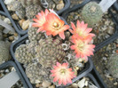 Rebutia pygmaea v. orurensis - flori