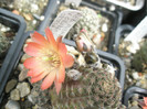 Rebutia pygmaea v orurensis - 29.05