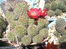 Rebutia wehhene - 03.06