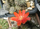 Rebutia heliosa v. solisiodes - floare