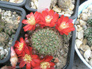 Rebutia neidentificata - 05.06