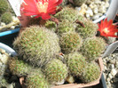 Rebutia wehhene - 12.06