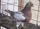 fem 2012 de vanzare