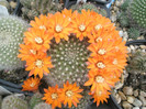 flavistyla (Canon) - flori 02.06