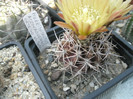 Horridocactus aconcaguensis - 21.06