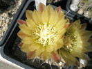 Horridocactus aconcaguensis - detaliu floare