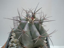 Echinocactus - varful