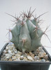 Echinocactus de identificat