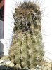 Neochinenia fusca (oare) - Brico 2008