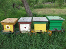 primele 4 familii de albine