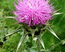 Armurariu-Silybum marianum