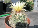 Coryphantha (Gino) - 21.06