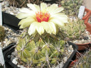 calipensis ssp. pallida - 07.08