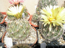 Coryphantha cornifera si hb.