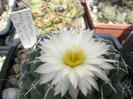 maiz-tablasensis - floare