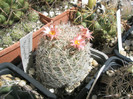 chichuahuensis - 21.08