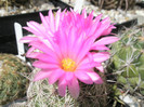 pussiliflora - floarea