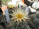 Coryphantha (Gino) - floare