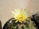 andreae 1 - floare