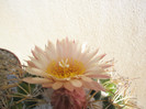 bumamma - floare