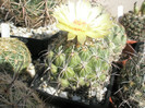 calipensis ssp. pallida - 27.09