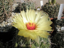calipensis ssp. pallida - floare