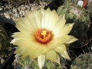 calipensis ssp. pallida - floare mare