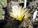 salmdychiana - floare