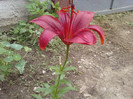 Fotografii-0179