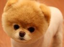 boo-main