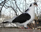 81n(f.2012)-vandut